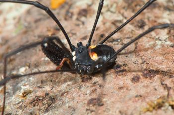 Media type: image;   Invertebrate Zoology 129583